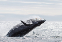 A humpback whale breaches the water. Photo from Eagle Wing Tours