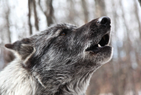 A still shot of a wolf from the film Unnatural Enemies. Photo by Geordie Day