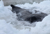 A humpback whale is shown trapped in the icy waters off Old Perlican, N.L. in a handout photo