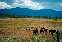 Alberta, wildlife, deforestation, conservation