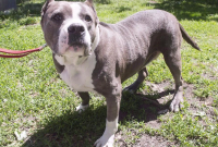 pit bull, walk, SPCA, Montreal