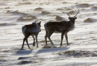 Wild caribou, tundra, Meadowbank Gold Mine, Nunavut Territory,