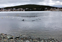 Dolphins, trapped, harbour, Heart's Delight, N.L.,