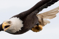 eagle, Chatham Sound, Prince Rupert, 