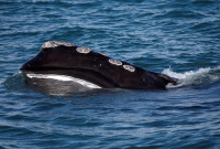 baleen, North Atlantic right whale, Cape Cod bay, Plymouth, 