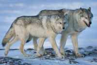 female wolf, male wolf, tundra, Meadowbank Gold Mine, Nunavut Territory, 