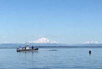 boat, grey whales,