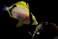 Spotfin Butterfly fish, Paddy’s Head, St. Margaret’s Bay, 