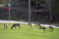 Deer, graze, Saint John, 