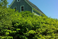 Japanese Knotweed,