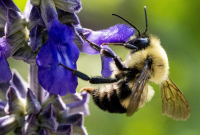 bee, pollen, flower,