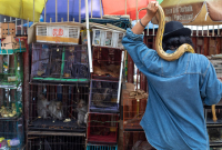 A person holding a yellow snaked around their shoulders stands in front of caged animals