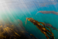 A school of herring swimming through bull kelp.