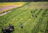 Migrant workers in Norfolk County, Ontario. Michael Swan/Flickr