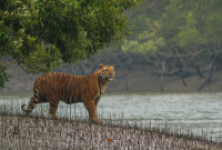 Bengal Tiger,