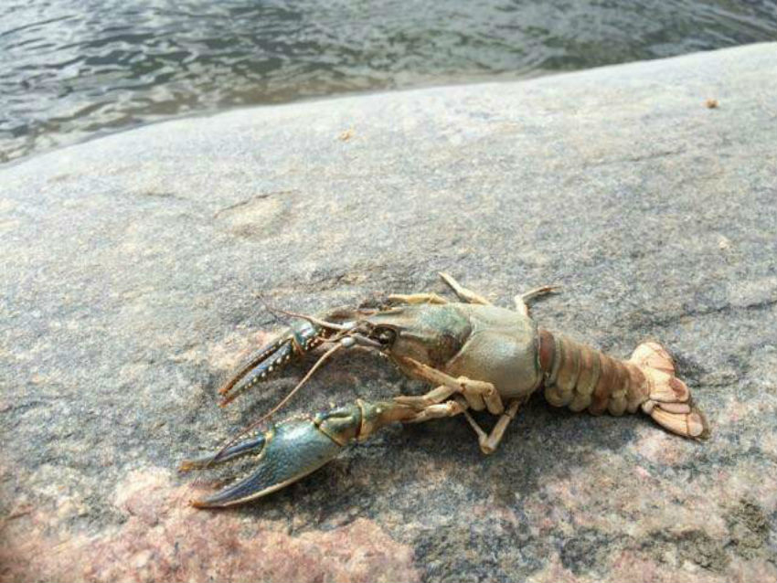 James Smith Cree Nation, impacted wildlife, crayfish, Husky Energy, Husky oil spill, North Saskatchewan River