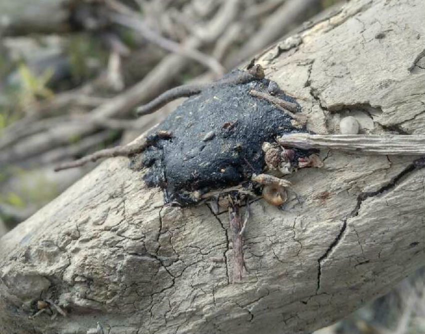 James Smith Cree Nation, impacted wildlife, crayfish, Husky Energy, Husky oil spill, North Saskatchewan River