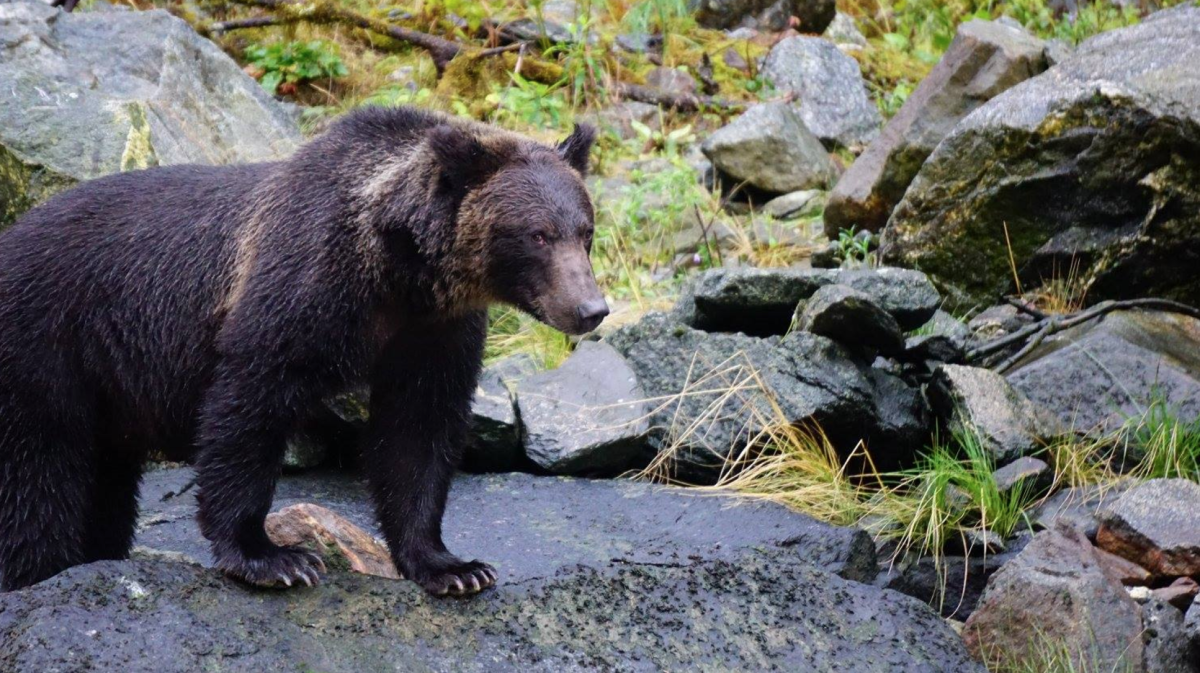 grizzly bear, Great Bear Rainforest, conservation, British Columbia, cub of the year