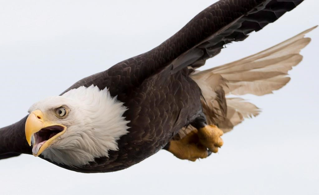 eagle, Chatham Sound, Prince Rupert, 