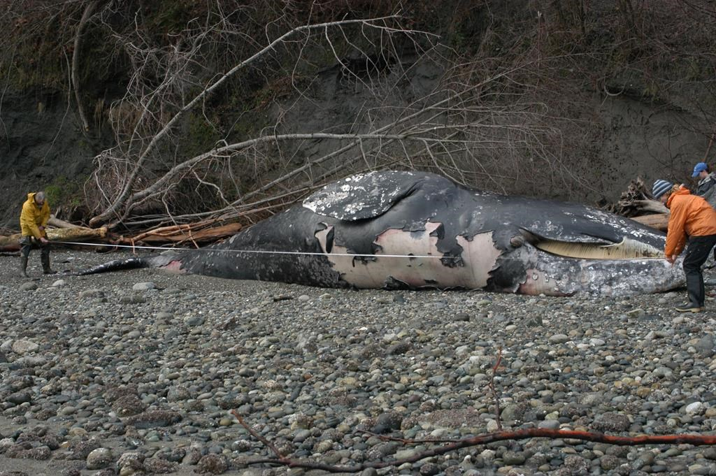 dead grey whale,