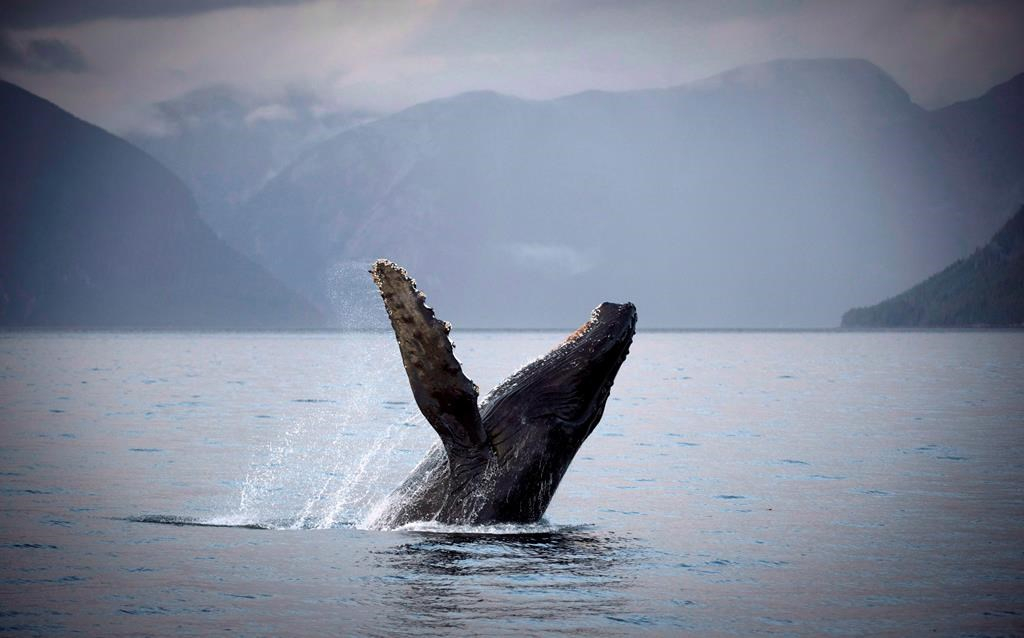 humpback whale, Hartley Bay, Great Bear Rainforest,