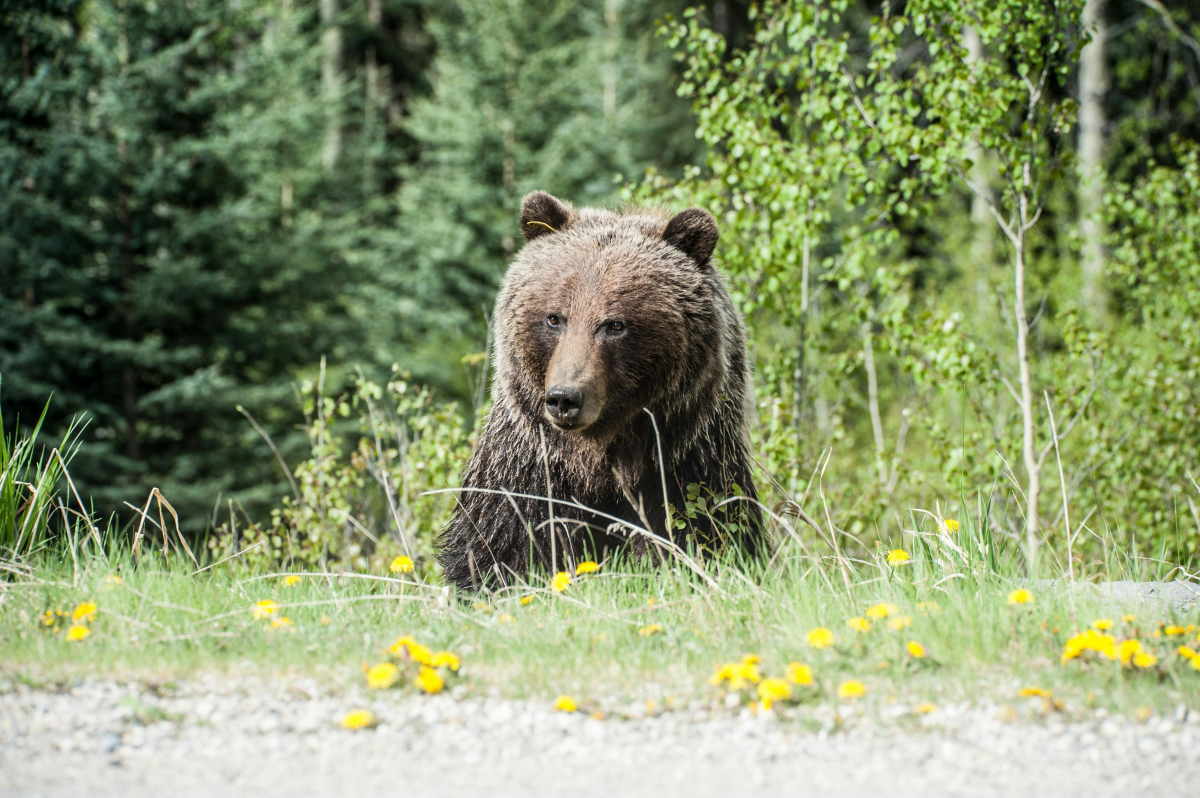 A grizzly bear surrounded by dandelions