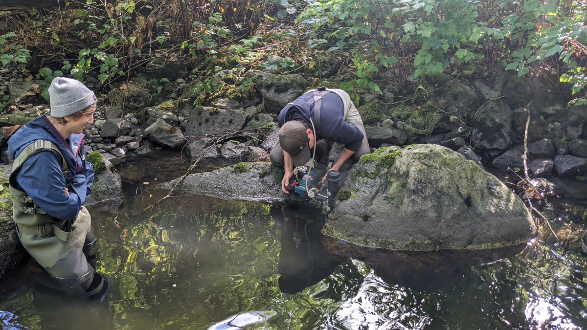 Steve Healy (DFO, right) installing a water-level logger while Tim Rodgers (UBC, left) looks on in the Serpentine River at the Tynehead Hatchery. Submitted/Simon Drew.