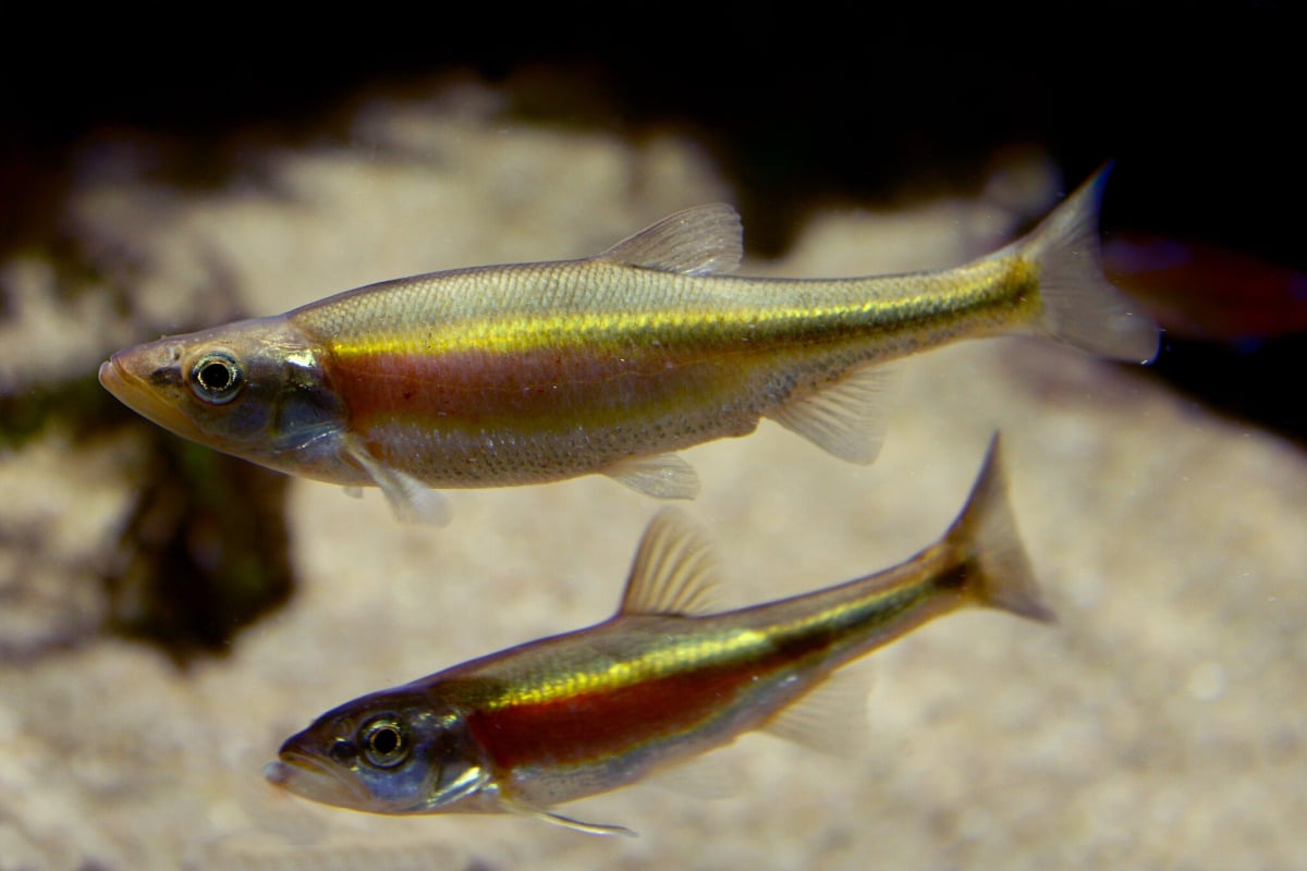 close up of two yellow minnows with a red stripe on their side 