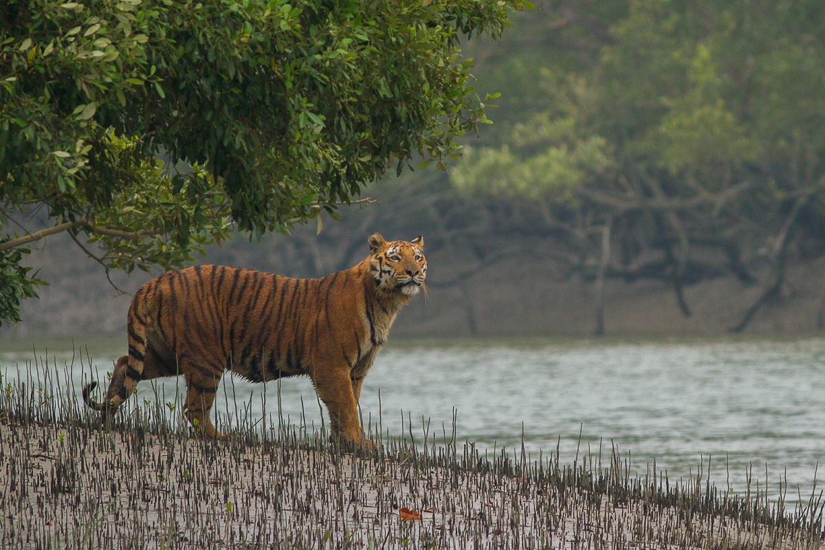 Bengal Tiger,