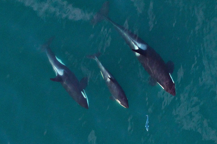 three orca whales, two adult one baby, swimming side by side