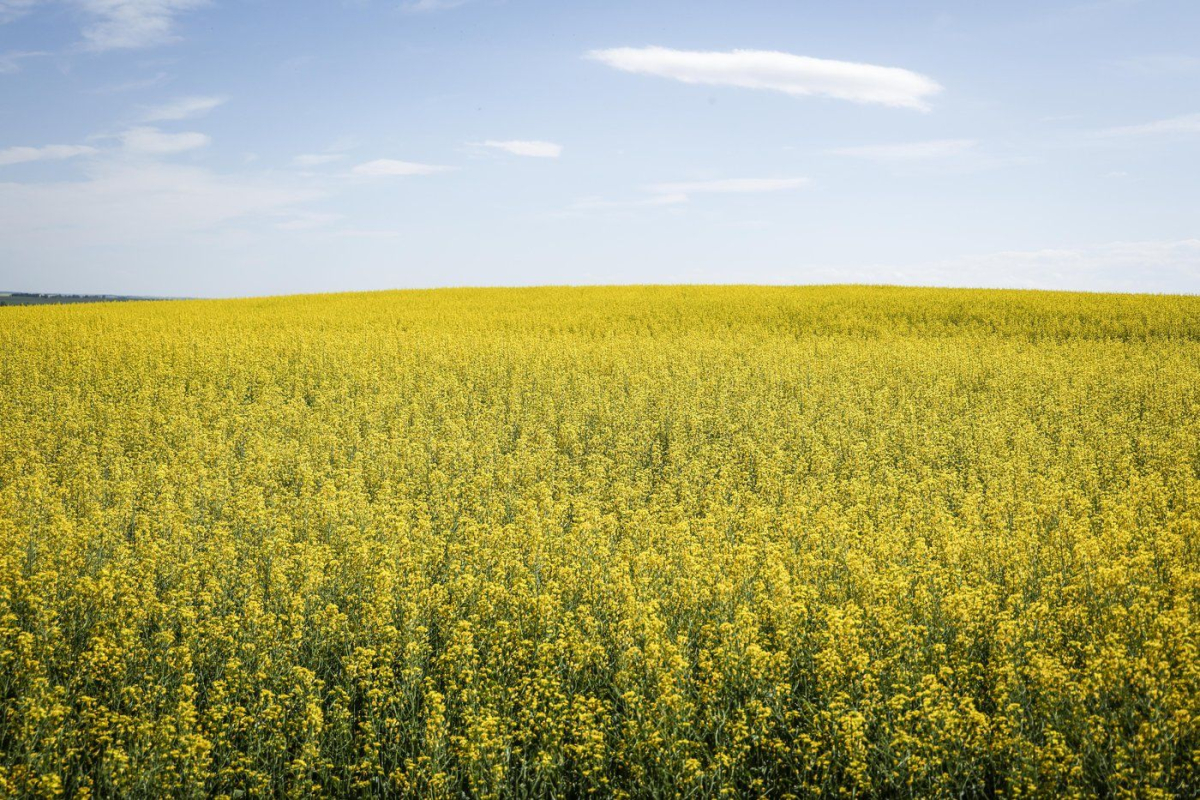 Canola Fields,