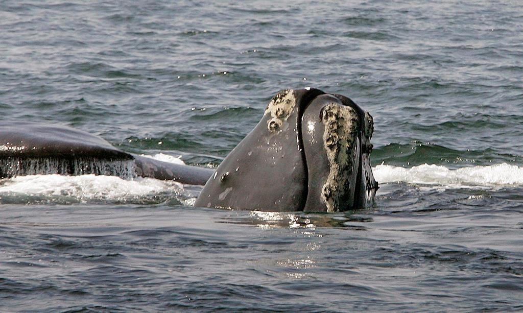 Ottawa imposes new rules to protect fragile population of right whales
