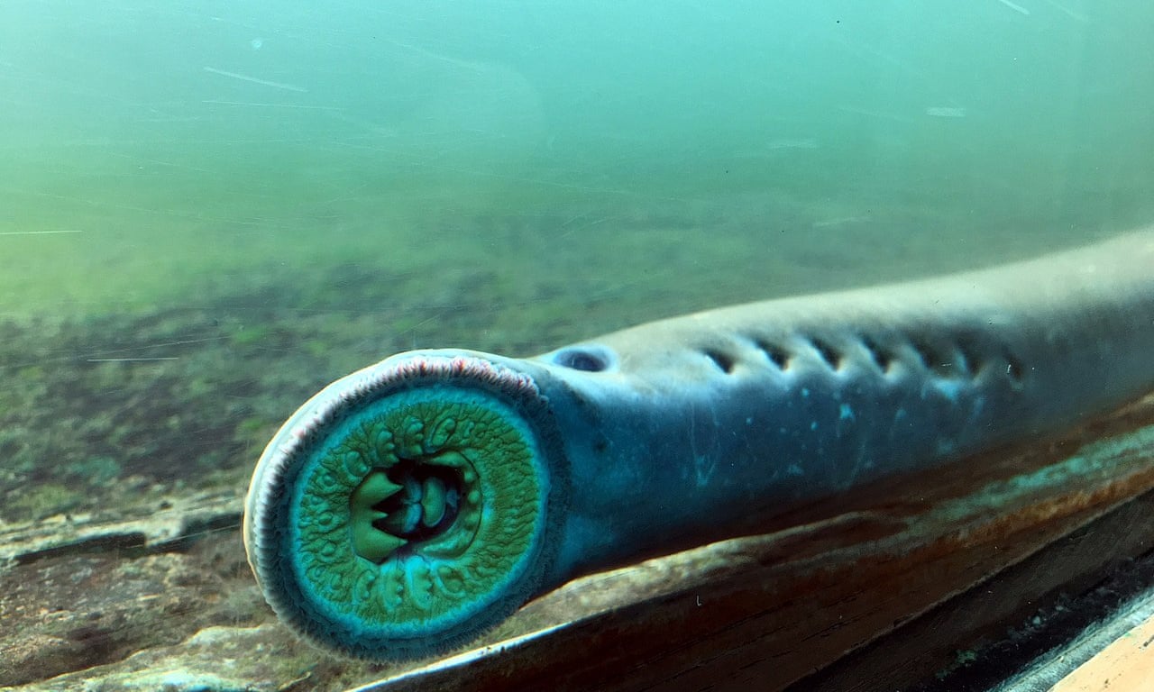 Floods threaten project to restore Pacific lamprey | Canada's National ...