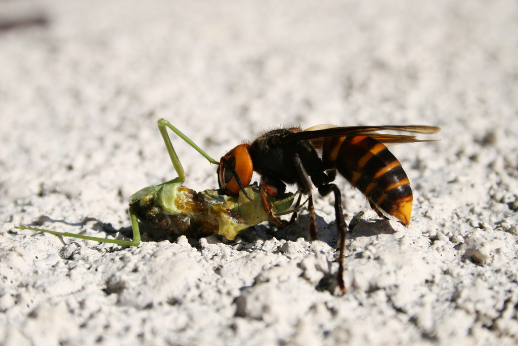 Scientists Are Tracking Down Invasive Murder Hornets To Save North America S Honeybees Canada