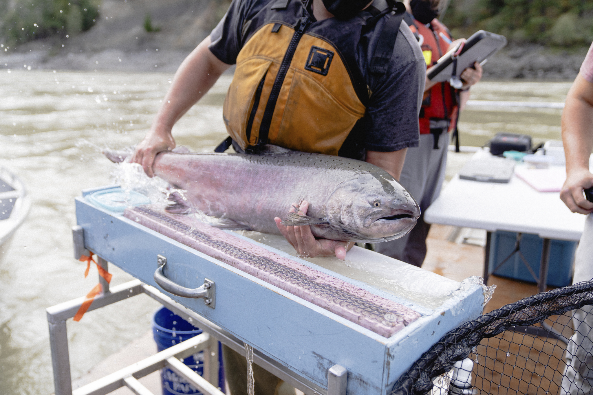 Fraser River salmon get a boost as DFO announces 176M for fish ladder