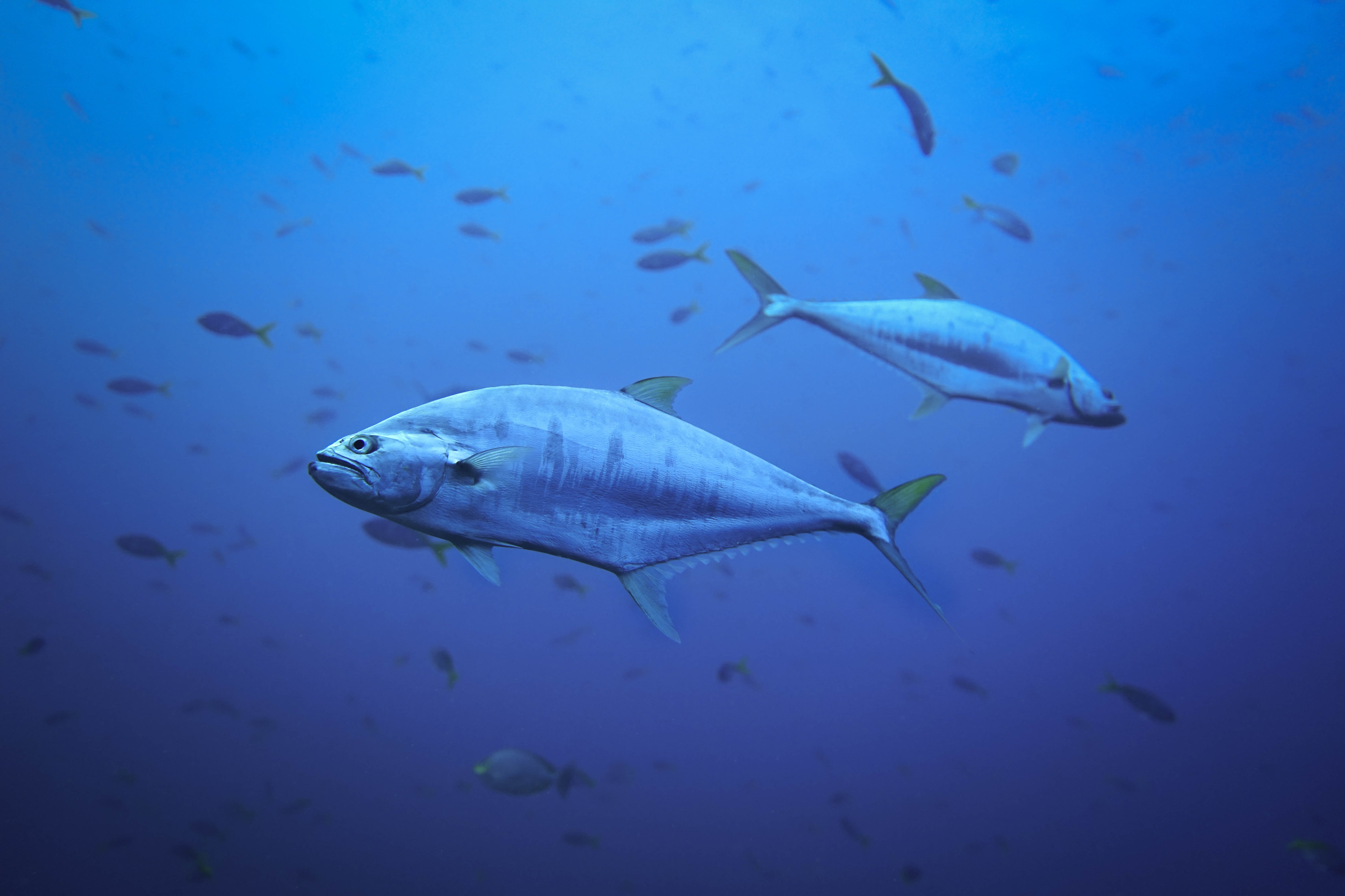 Atlantic fishing countries band together to protect bluefin tuna