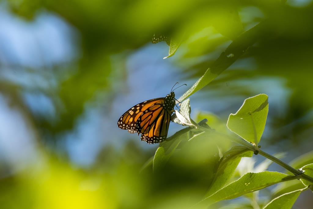 Eastern Monarch Butterfly Population Holds Steady