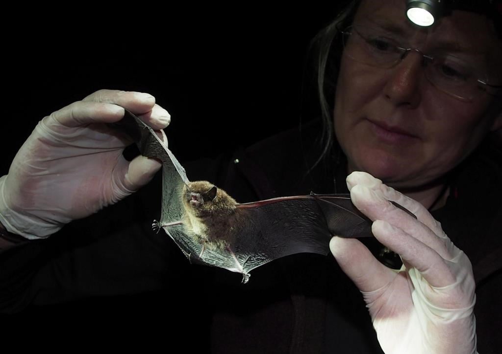 Just Like Eating Yogurt Scientists Hope To End Epidemic In Bats   Edm501433075 