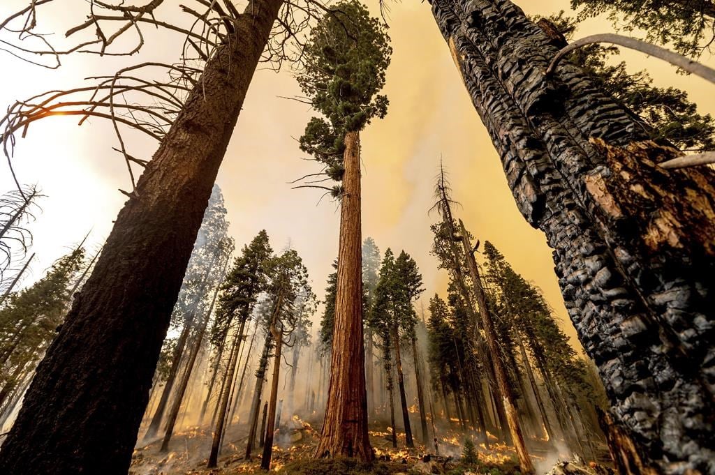 Sequoia National Park Fire Spares Four Famous Giant Trees | Canada's ...