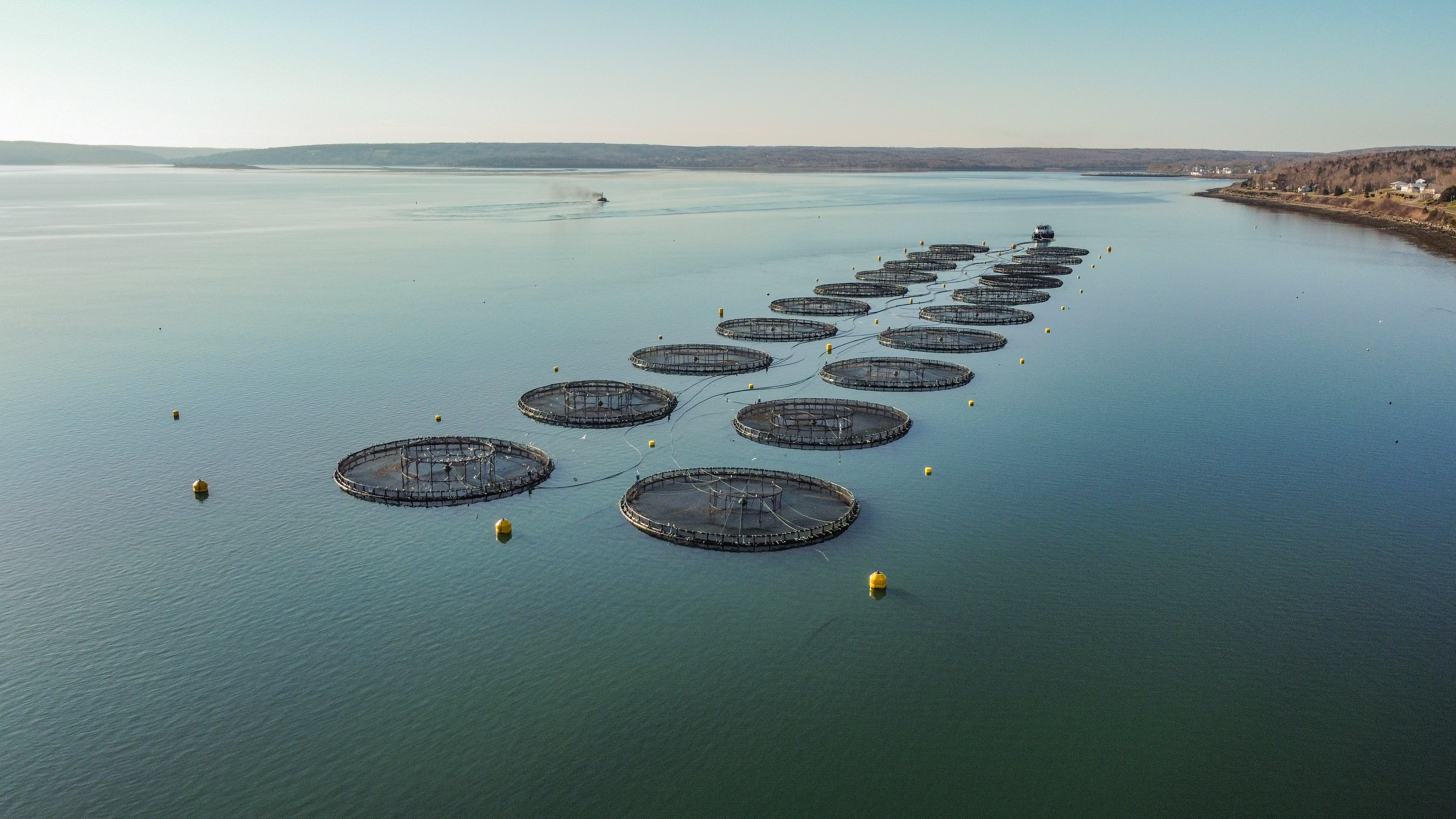 A Controversial Salmon Farm Expansion Has Been Approved In Nova Scotia   Dji 0011 