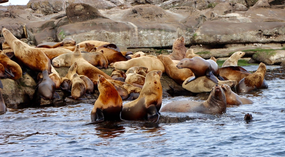 ‘A huge achievement’: Vision for vast network of West Coast marine