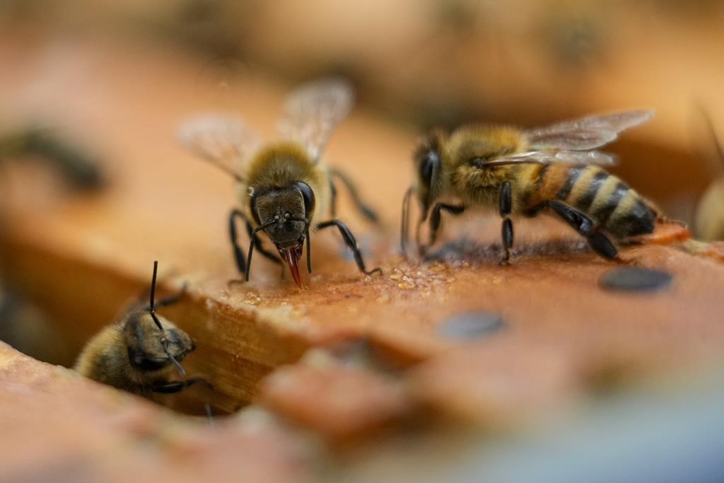 Ontario beekeepers get a boost from province, feds after record die-offs