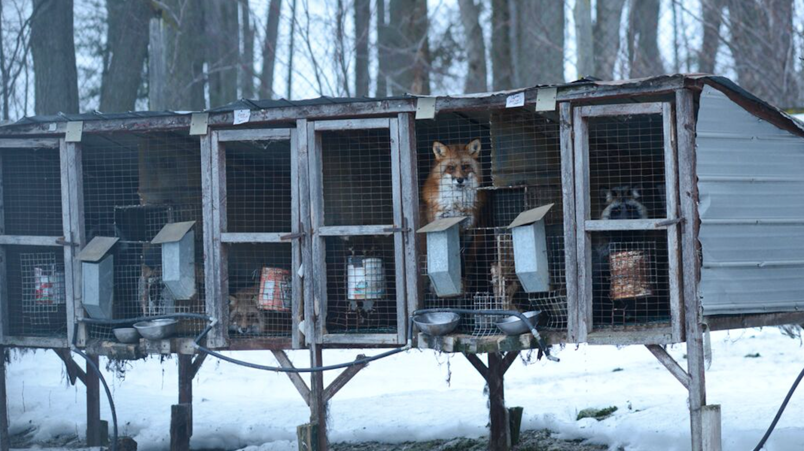 animal liberation front fur farming