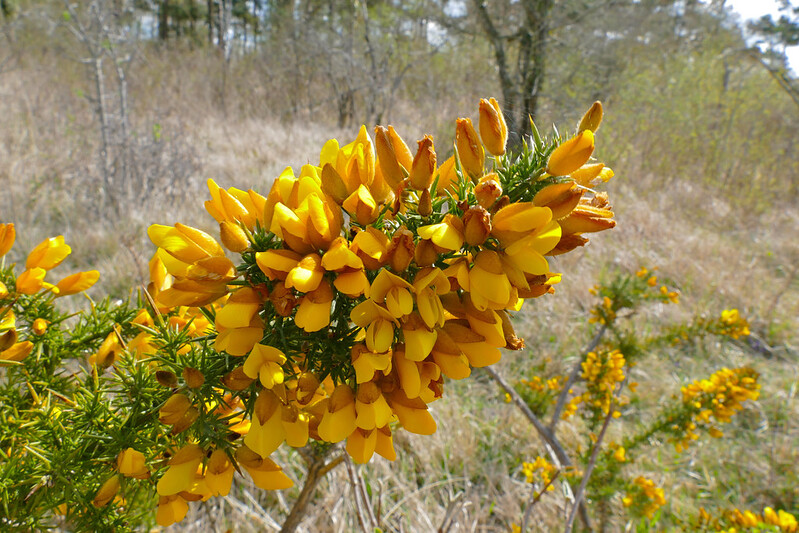 gorse plant        
        <figure class=