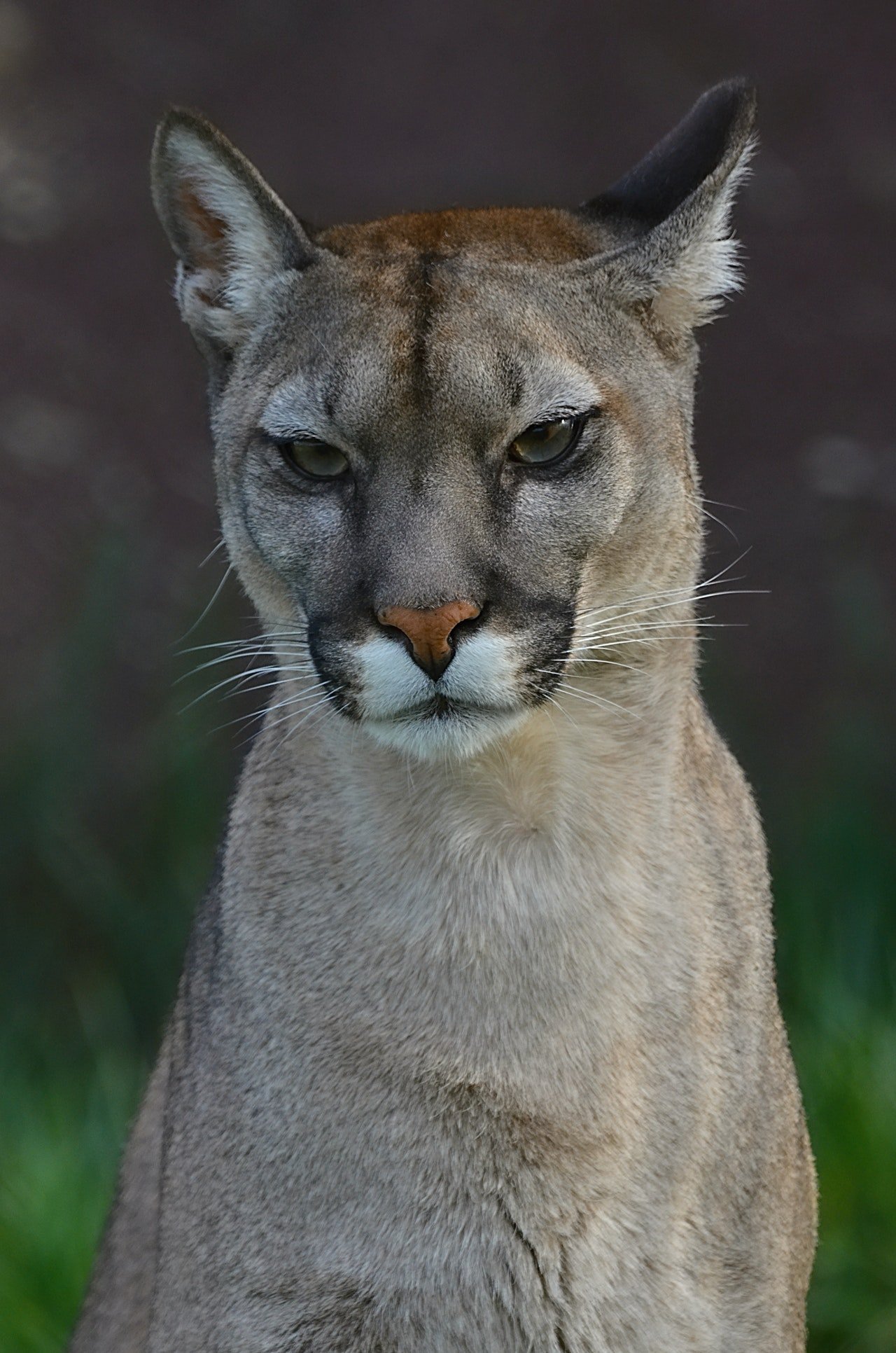 Brown puma outlet animal