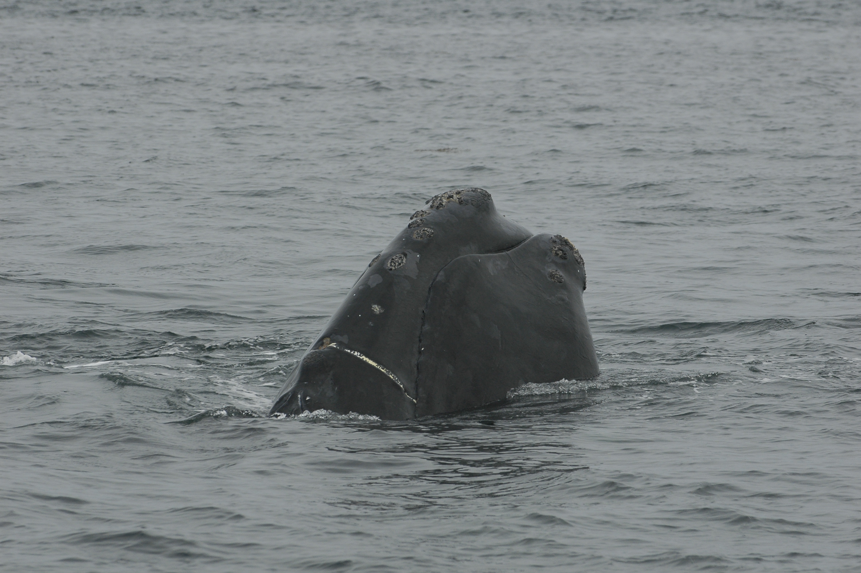 Repeatedly Entangled In Fishing Gear, A Scarred Right Whale Struggles ...