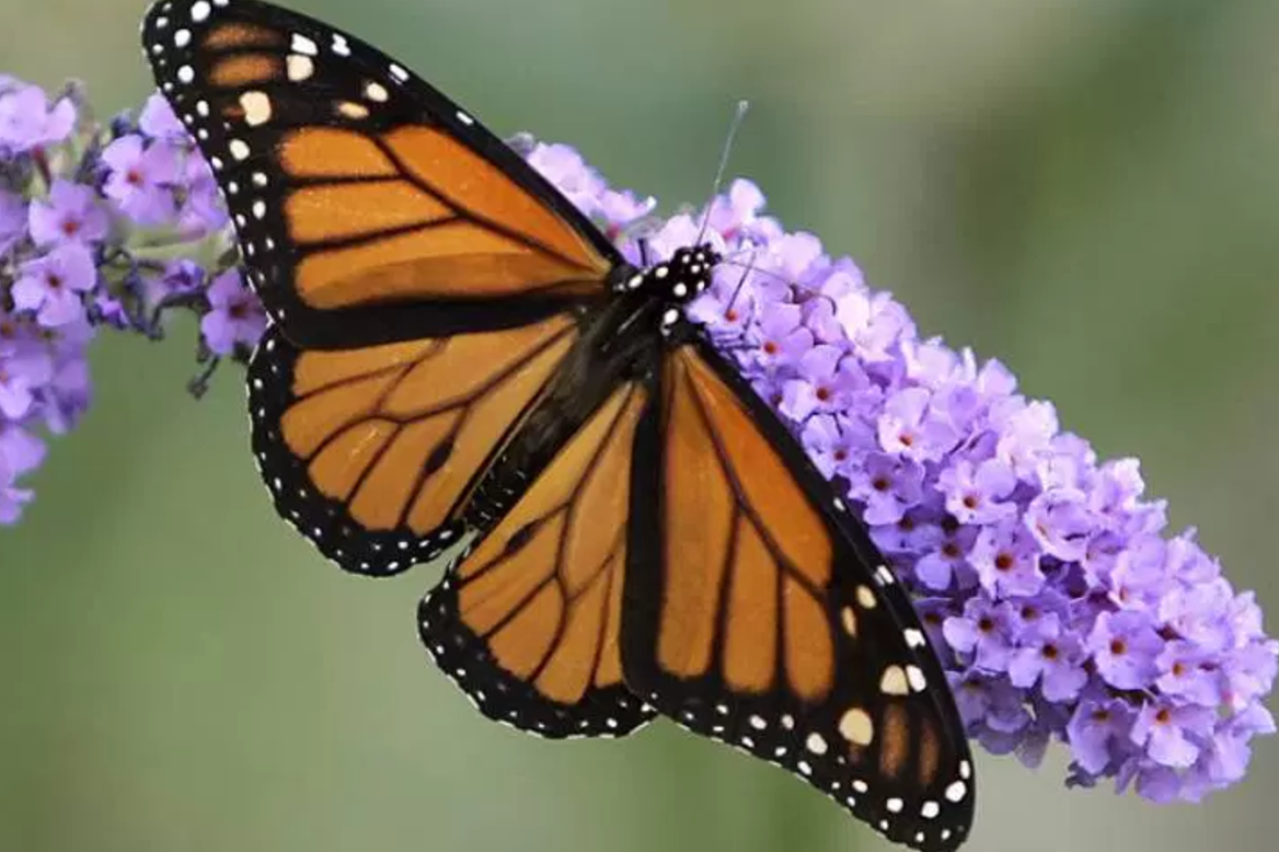 Here's how you can help now-endangered monarch butterflies