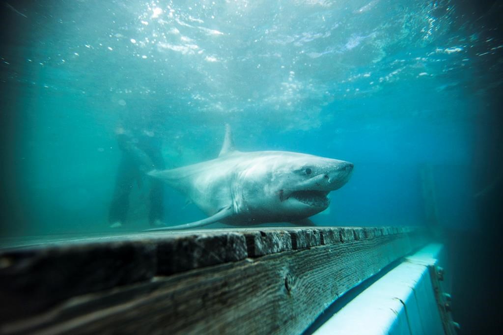 Shark fishing in Nova Scotia