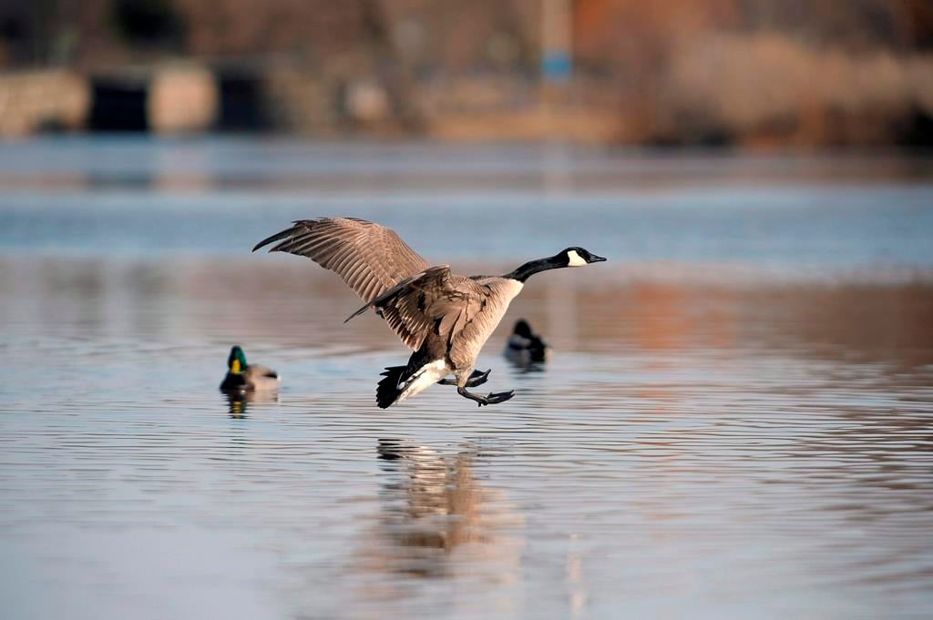 Canada goose hot sale wascana