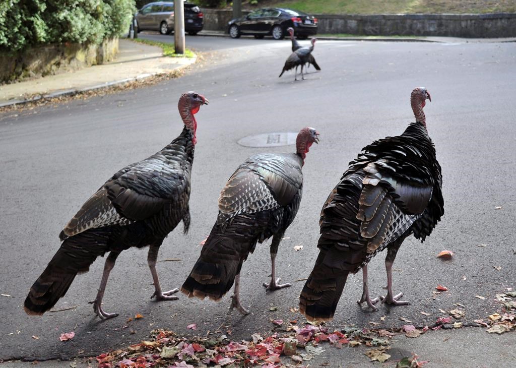 Leggs Learns That Wild Turkeys Have Wings - The Provincetown